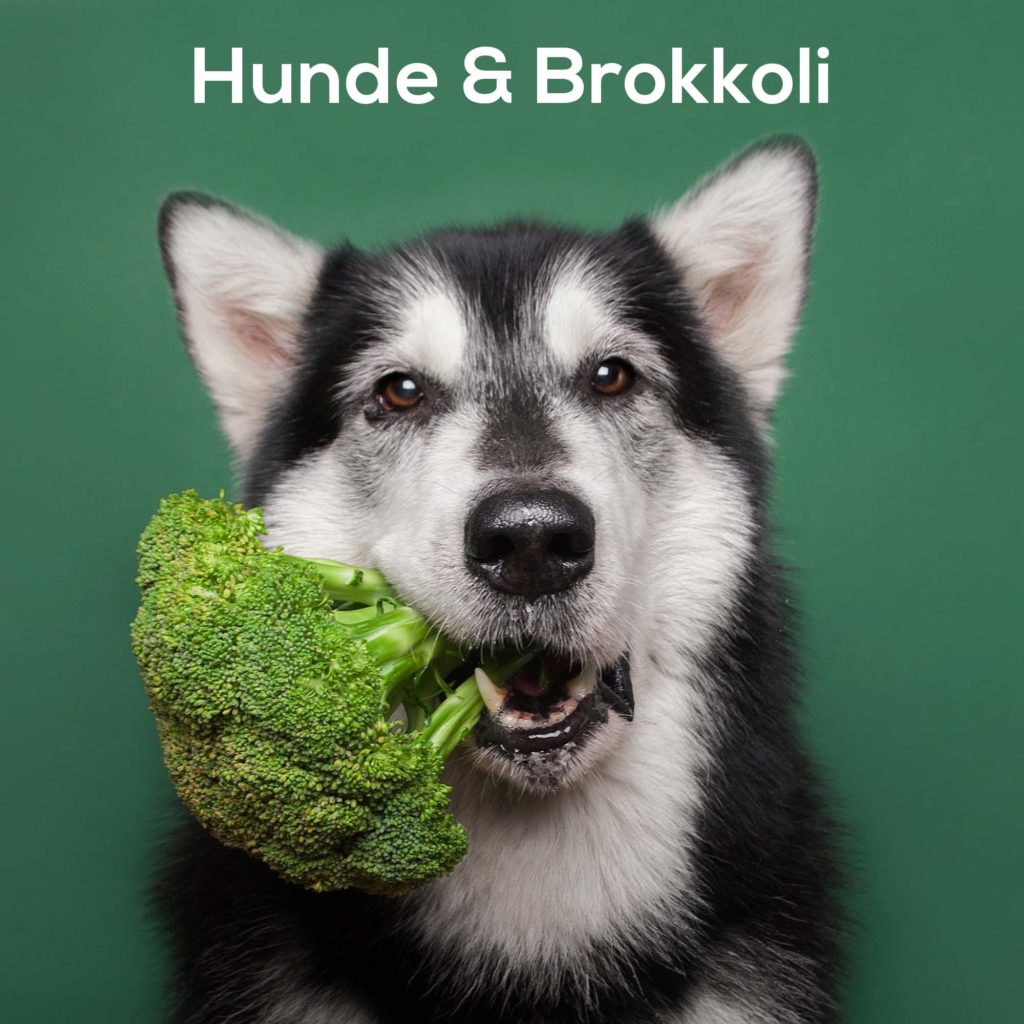 Hunde und Brokkoli - eine gesunde Mischung?
