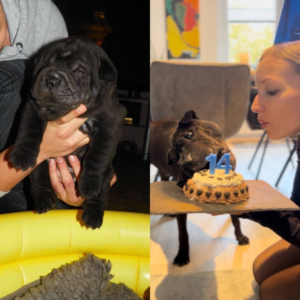 Macho, mein erster Hund. Als Welpe und an seinem 14. Geburtstag.