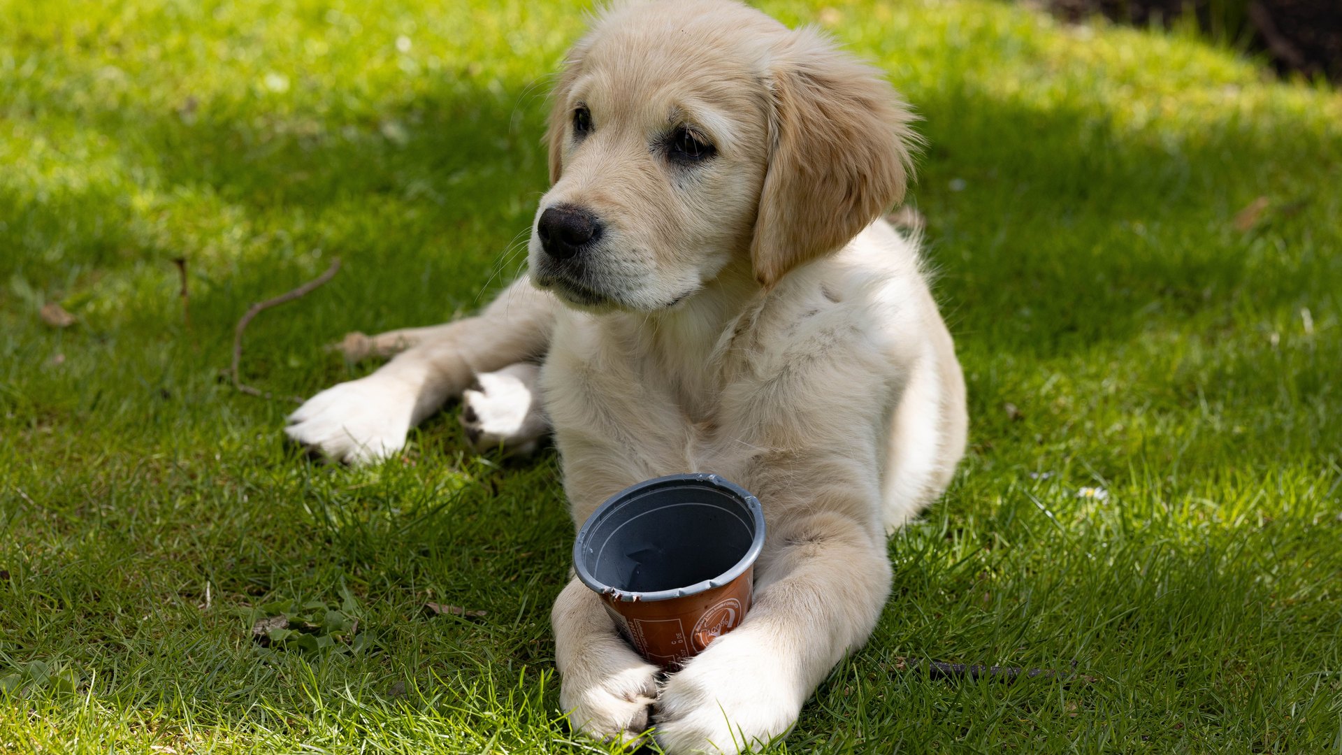 Hund neben einer Packung JollyDog Futter