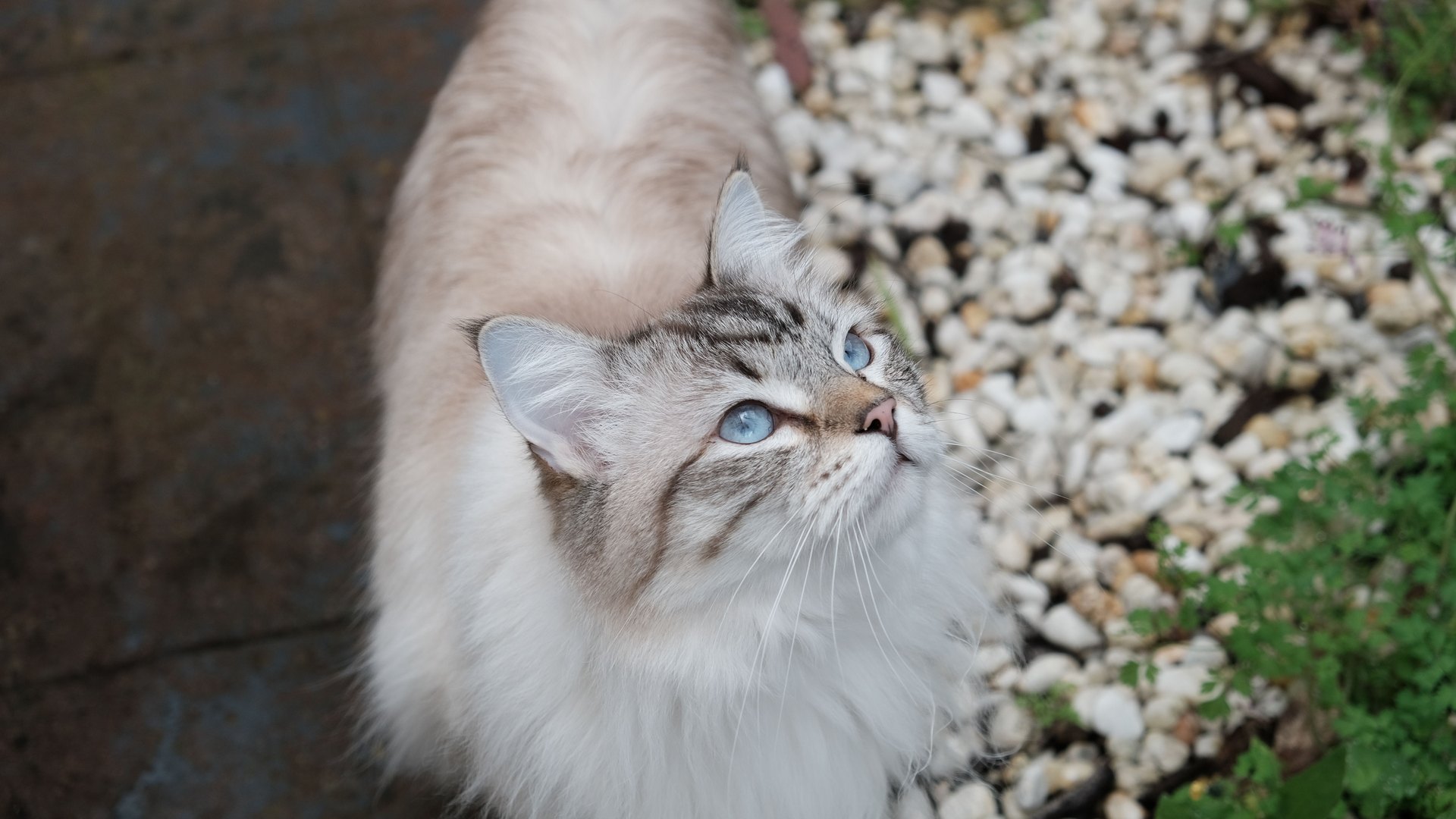 Katze neben einer Packung JollyCat Futter