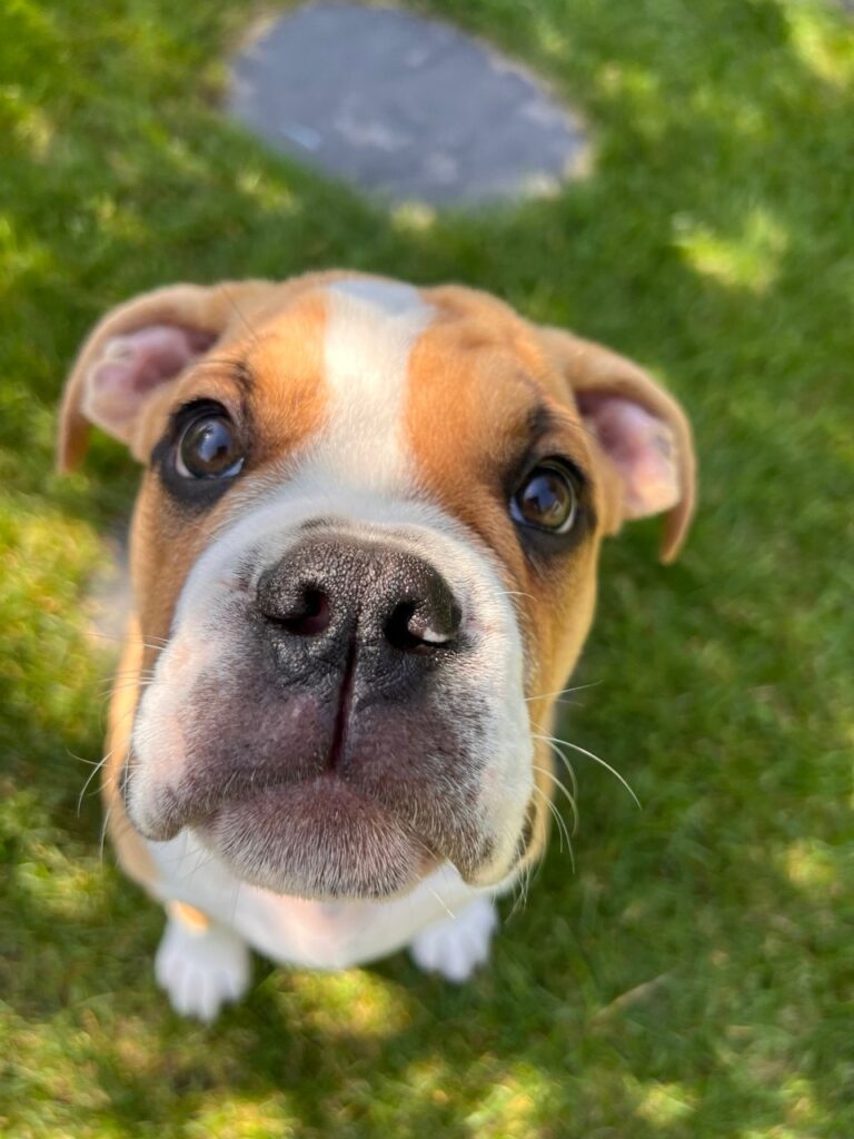 Louie mit 3 Monaten